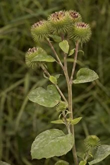 Images Dated 15th August 2006: Greater burdock (Arctium lappa) on the Somerset Levels
