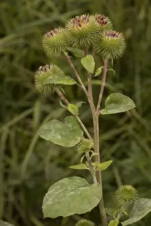 Prickly Prints: Greater burdock (Arctium lappa) on the Somerset Levels