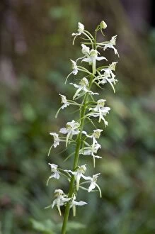 Chlorantha Gallery: Greater butterfly orchid - close up of flower