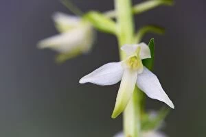 Images Dated 6th June 2012: Greater Butterfly Orchid - Flower