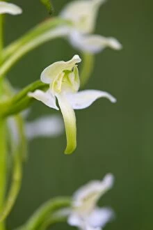 Images Dated 6th June 2012: Greater Butterfly Orchid - Flower
