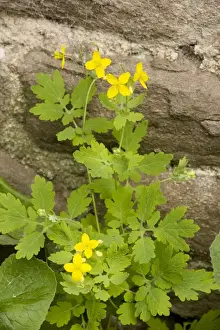Introduced Prints: Greater celandine (Chelidonium majus)