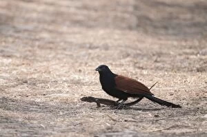 Greater Coucal - with lizard prey