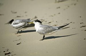 Greater Crested / Crested / Swift Tern - two