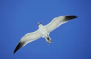 Greater Crested / Crested / Swift Tern - in flight