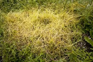 Images Dated 13th June 2011: Greater Dodder - parasitic on nettles