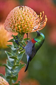 Greater Double-collared Sunbird feeds