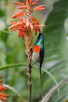 Greater Double-collared Sunbird male feeding at flowers of Aloe arborescens