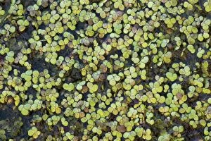 Greater Duckweed on pond surface