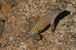 Images Dated 7th August 2004: Greater Earless Lizard - male in breeding colors-lives in middle elevations of Arizona-New Mexico