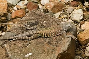 Greater Earless Lizard - male in breeding colours