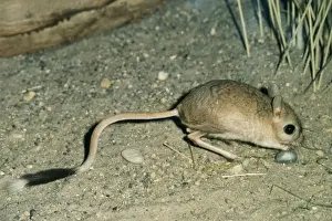 Greater Egyptian Jerboa PM 6785 North Africa. Jaculus orientalis © Pat Morris / ARDEA LONDON