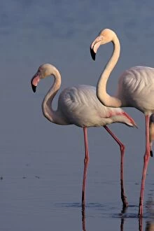 Images Dated 15th February 2008: Greater Flamingo