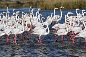 Images Dated 10th April 2008: Greater Flamingo