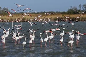 Images Dated 10th April 2008: Greater Flamingo