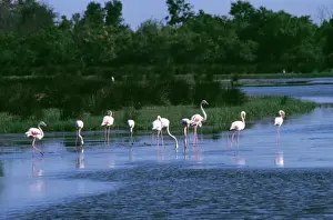 Greater Flamingo