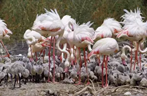 Greater Flamingo