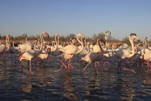 Images Dated 23rd March 2009: GREATER FLAMINGO