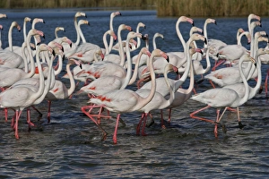 Images Dated 10th April 2008: GREATER FLAMINGO