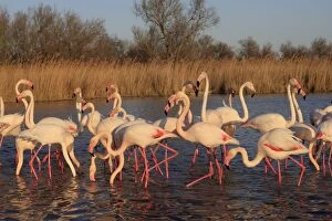 Images Dated 23rd March 2009: GREATER FLAMINGO