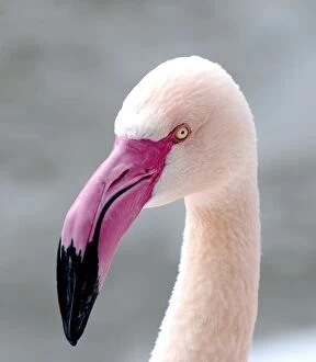 Greater Flamingo - close up of head