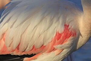 Images Dated 24th March 2009: Greater Flamingo - close-up of plumage. Pont-de-Gau ornithological park - Saintes Maries de la Mer
