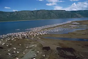 Mass Flock Prints: Greater Flamingo - colony - Lake Bogoria - Rift Valley - Kenya - Africa