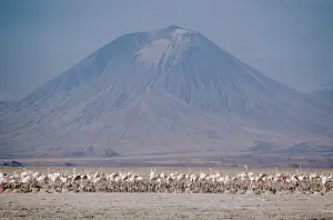 Greater Flamingo - colony in salt lake habitat - Lake Natron - Great Rift Valley - Kenya - Africa