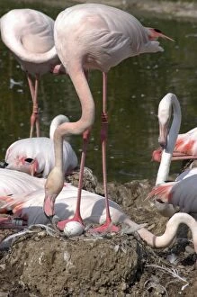 Greater flamingo - With egg