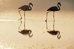 Greater Flamingo Evening at the Laguna de Fuente de Piedra near the town of Antequera, Andalucia, province of Malaga Spain. Largest natural lake in Andalucia & Europe's only inland breeding ground for this species