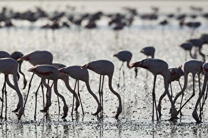 Flamingos Gallery: Greater Flamingo - feeding by filtering the water
