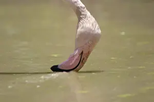 Filter Feeding Prints: Greater Flamingo. Feeding. Namibia