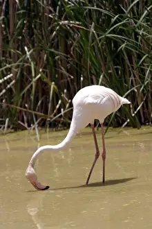 Greater Flamingo. Feeding. Namibia