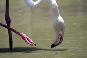 Greater Flamingo. Feeding. Namibia