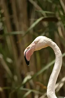 Greater Flamingo. Feeding. Namibia