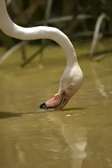 Greater Flamingo. Feeding. Namibia