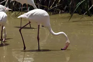Greater Flamingo. Feeding. Namibia