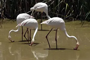 Greater Flamingo. Feeding. Namibia
