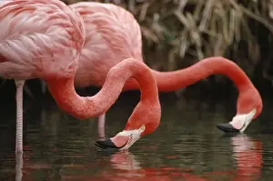 Filter Feeding Prints: greater Flamingo - feeding USA