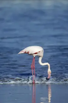 Filter Feeding Prints: Greater Flamingo - feeding West Coast, Namibia, Africa