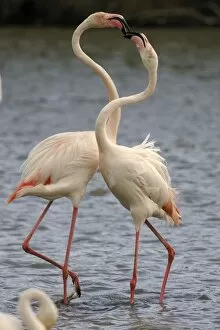 Greater Flamingo - fighting