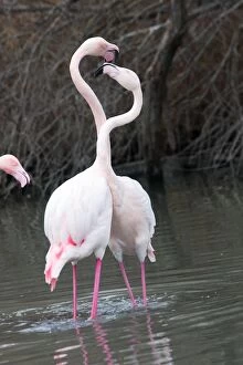 Images Dated 24th December 2005: Greater Flamingo - two fighting. Saintes Maries de la Mer - Camargue