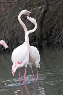 Greater Flamingo - two fighting. Saintes Maries de la Mer - Camargue