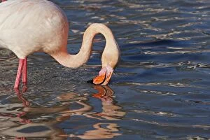 Greater Flamingo - Filters water for food