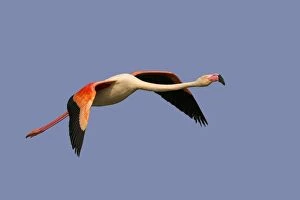 Boy's bedroom Gallery: Greater Flamingo - in flight