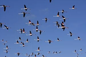 Images Dated 10th April 2008: Greater Flamingo - in flight