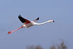 Greater Flamingo - in flight