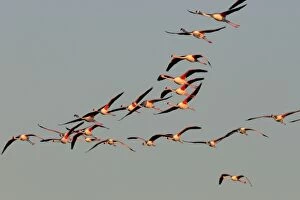 Images Dated 4th April 2006: Greater Flamingo - in flight