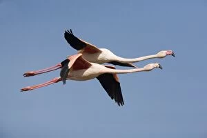Images Dated 17th October 2007: Greater Flamingo - in flight - Camargue