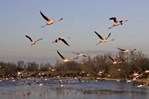 Images Dated 27th March 2007: Greater Flamingo - in flight - Parc Ornithologique du Pont de Gau - Saintes Maries de la mer